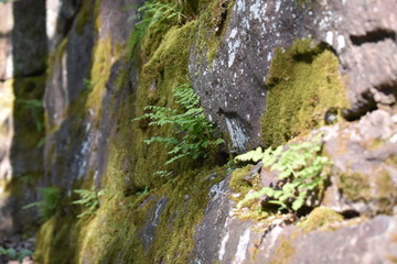 green shrubbery on a stone wall