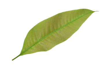 green leaf isolated on white  background.
Young mango leaves.