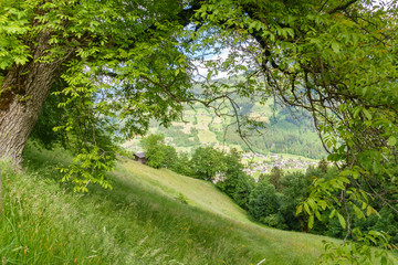 Blick untereinem Baum aufs Zillertal in Tirol