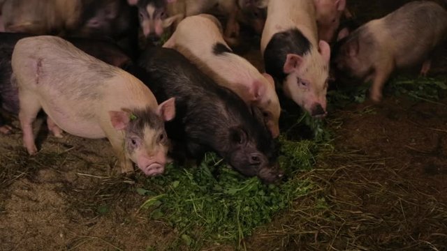 Herd of Young Piglets