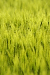 Weizenfeld, grün