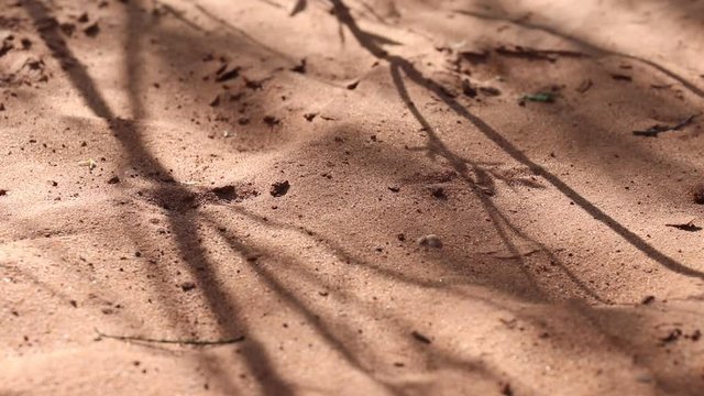 Sandboden mit Schatten von &Auml;sten