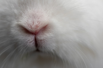 white rabbit nose in close-up