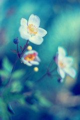 Zawilec letni. Piękne kwiaty anemonów kwitnących jesienią w ogrodzie. Rośliny ozdobne. Delikatne płatki zawilca. Rozmyte pastelowe tło.  - obrazy, fototapety, plakaty