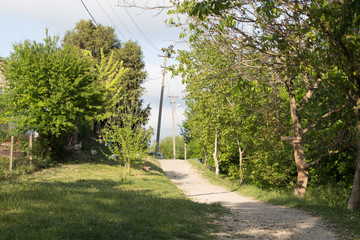 Rural path among trees. A countryside with green trees and a dirt road along the courtyards