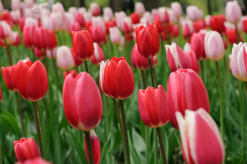 A lot of red and pink tulips in the meadow. A lawn in a city park. Flowers with closed buds and green grass. Banner, postcard. Close up view. Nobody.