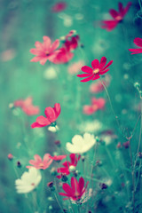 Fototapeta na wymiar Czerwone i białe kwiaty mexican aster, letni ogród