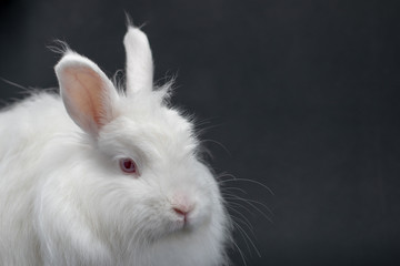 white rabbit on black background 
