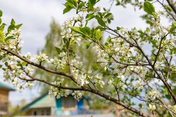 Inflorescence of cherry on branches with leaves and flowers close-up