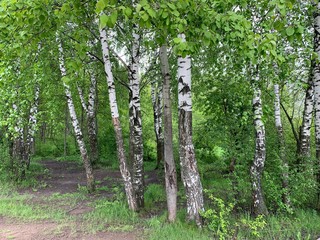Obraz premium trees in the forest