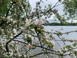 apple tree blossom