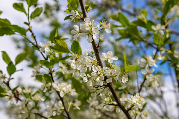 Inflorescence of cherry on branches with leaves and flowers close-up
