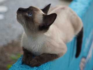 青い目をした上品なネコ