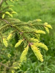 close up of pine tree