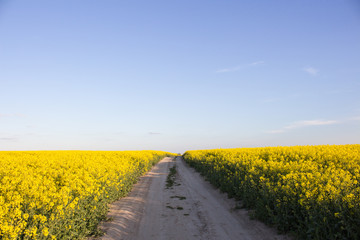 Road through a blooming rapeseed field against the blue sky