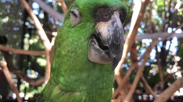 Tropical macaw bird appears to be in and out of sleep on branch of tree