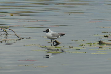 gull on the water