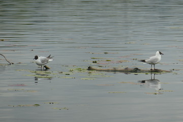 gulls on the water