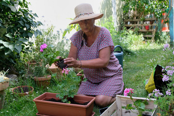 Femme rempotant des plants de géraniums