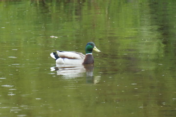 duck on the water