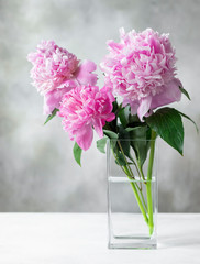 Three beautiful pink peonies in a square glass vase on a gray background. greeting card concept. copy space. vertical image