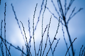 Branches