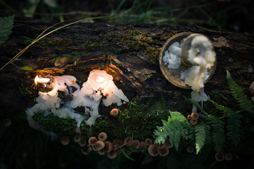 candles and mushrooms on a stump