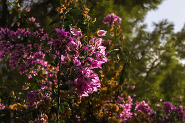 pink flowers