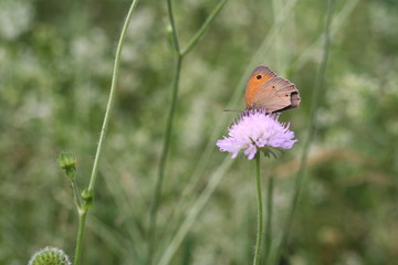 Farlalla su Fiore