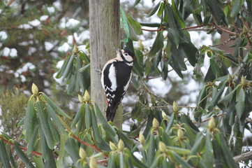 Vögel im Winter: Buntspecht