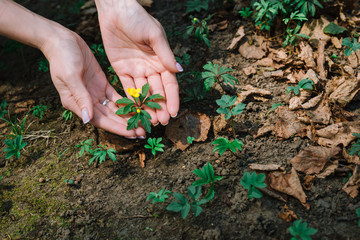 planting a flower in garden