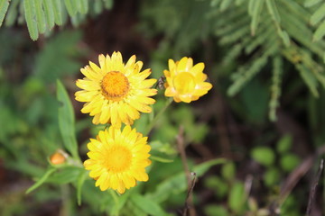 yellow flower in the morning
