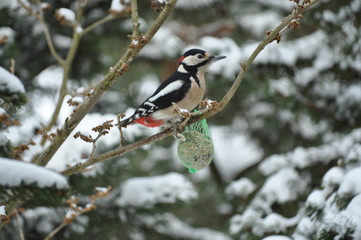 Vögel im Winter: Buntspecht