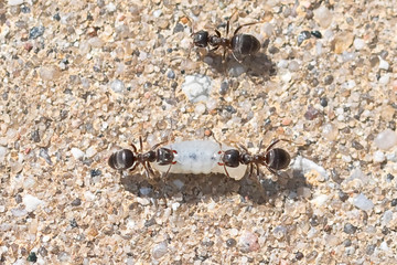 Ants carrying larvae to the anthill