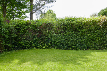 Green garden with plants in the yard.