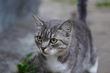Portrait of domestic cat walking in garden. Close up of pussycat enjoying nature.