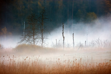 Wiosenne Mokradła Warmii w Mgłach  © Wojciech Lisiński