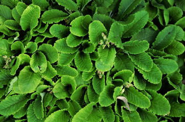 Green plant in the spring garden