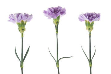 Purple carnations with green stem and leaves isolated on a white background