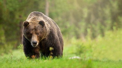 Obraz na płótnie Canvas Rough brown bear, ursus arctos, male approaching on meadow with green grass from front view. Attentive wild mammal with fur staring into camera and walking forward. Threatening animal in summer nature