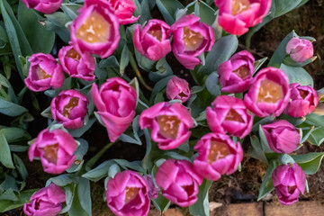 Top view of pink tulips. The peony tulip in the garden. Sunny spring day.