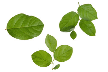 Green Apple tree leaves isolated on a white background