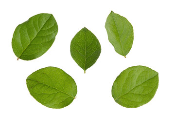 Green Apple tree leaves isolated on a white background