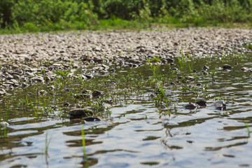 A small river with a rocky bottom in Siberia. Plants grow in warm and slow water between rocks.