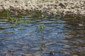 A small river with a rocky bottom in Siberia. Plants grow in warm and slow water between rocks.