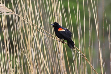 red winged blackbird