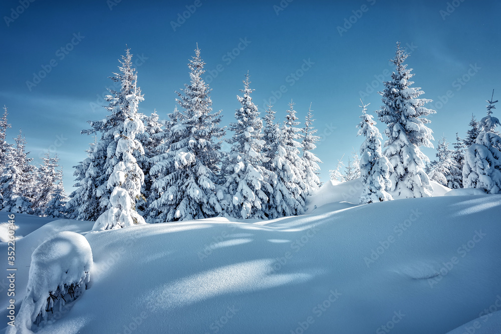 Fototapete Wonderful winter landscape with trees in frost. Merry christmas and happy new year greeting background. .Winter landscape with snow and christmas trees. Awesome wintry Scenery.