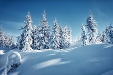 Wonderful winter landscape with trees in frost. Merry christmas and happy new year greeting background. .Winter landscape with snow and christmas trees. Awesome wintry Scenery.