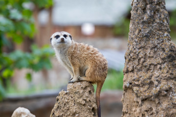 Fototapeta premium Meerkat - Suricata suricatta in a group in its natural habitat plays in a group.