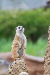 Meerkat - Suricata suricatta in a group in its natural habitat plays in a group.